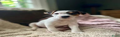 Jack Russell 1