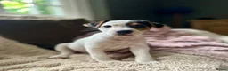Jack Russell dogs for sale: Jack Russell puppy 1 male 9 weeks  - Advert 4