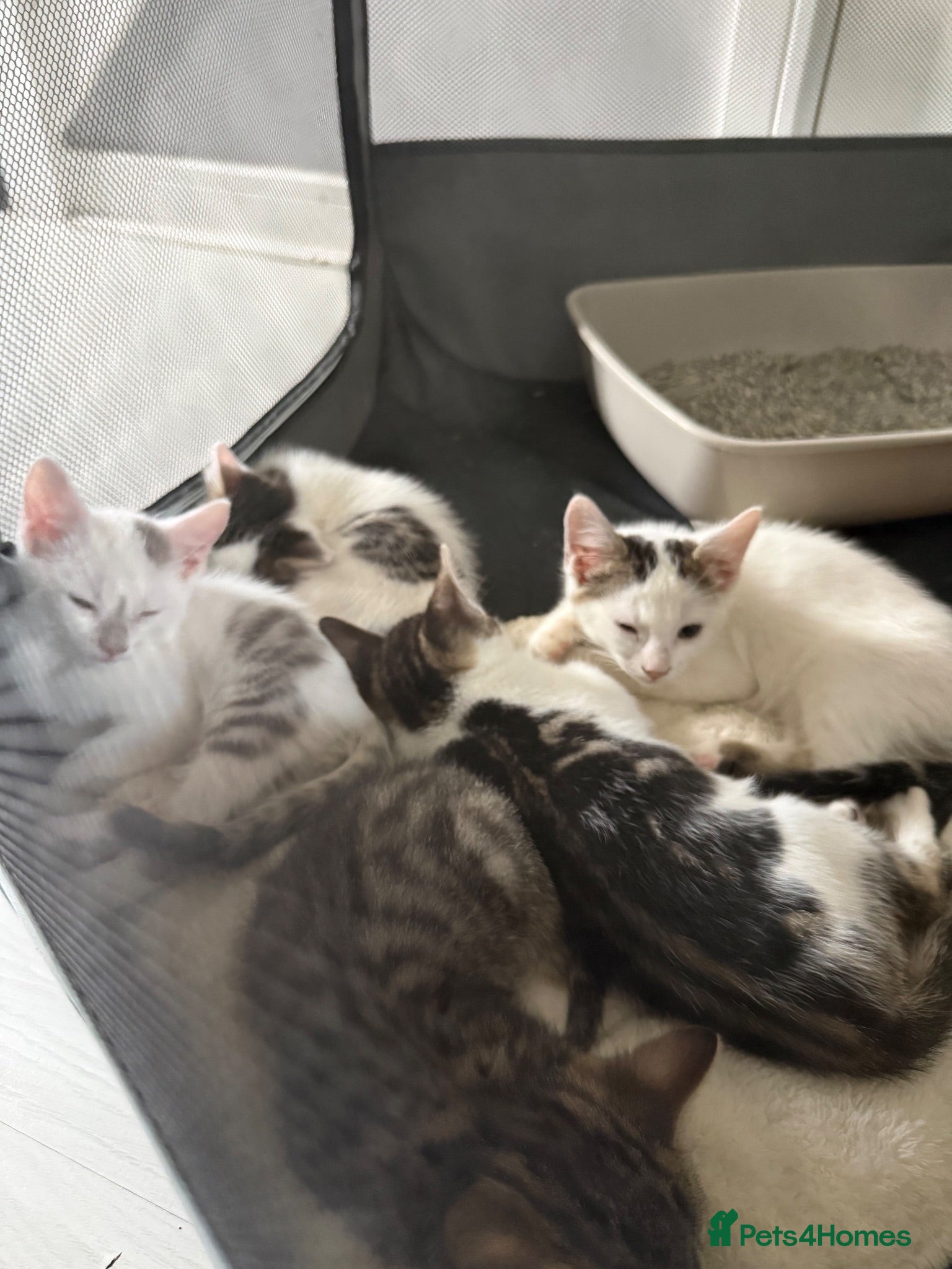Mixed Breed cats READY NOW 🐈‍⬛ - Advert 1