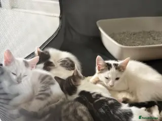 Mixed Breed cats READY NOW 🐈⬛ - Advert 1