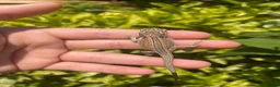 Bearded Dragon reptiles for sale: 🦎 beautiful G stripped dragons 🐉  - Advert 7