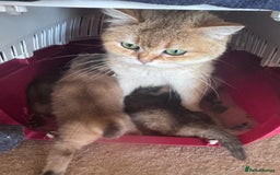 Scottish Fold cats for sale: Pure white Scottish straight - Image 6