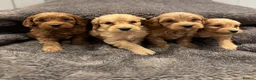 Cockapoo dogs for sale: Stunning Cockapoo puppies  - Advert 4