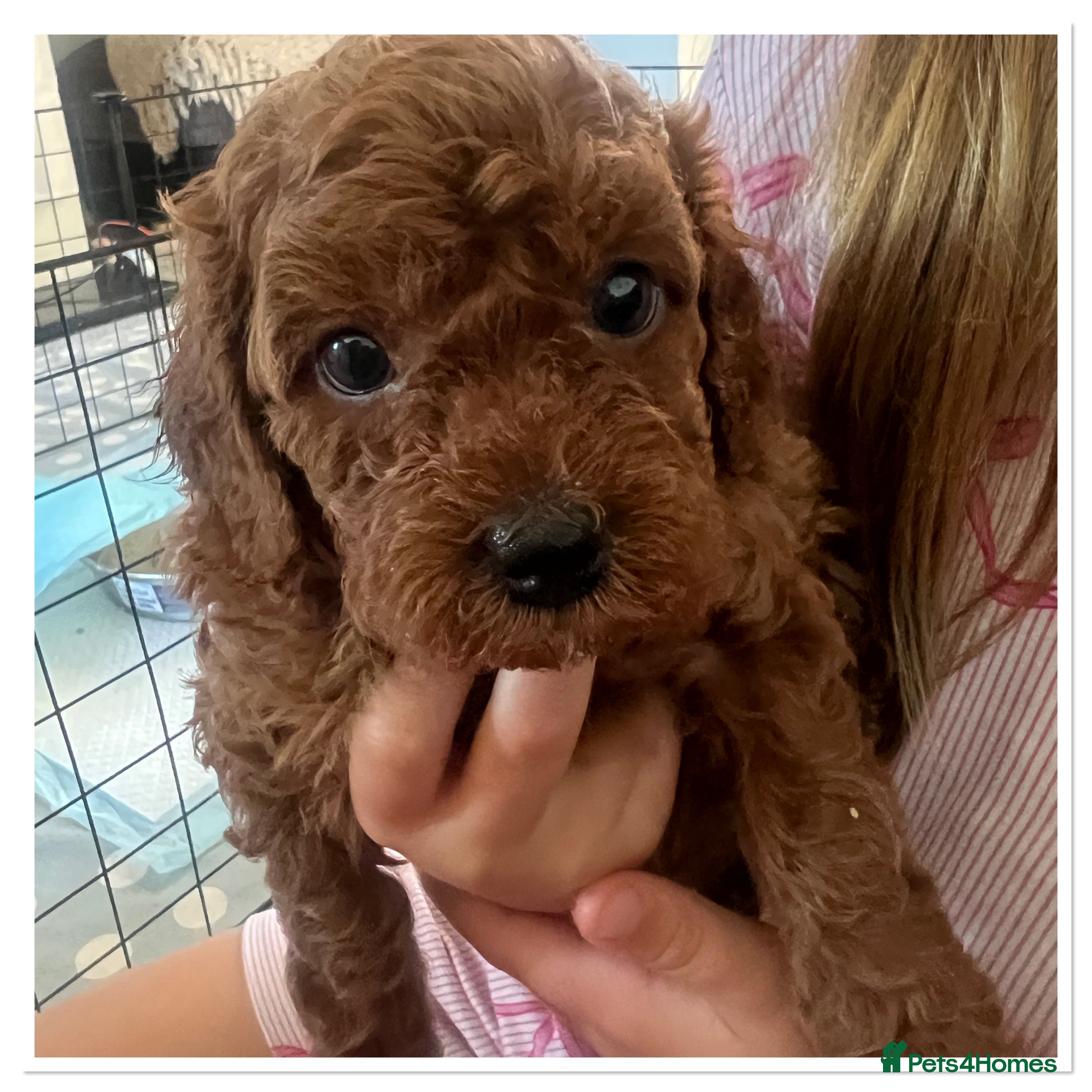 Cavapoo dogs 🐾 Beautiful F1b Cavapoo Puppies 🐾 - Advert 11