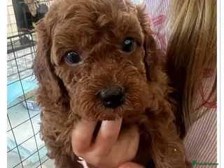 Cavapoo dogs 🐾 Beautiful F1b Cavapoo Puppies 🐾 - Advert 2