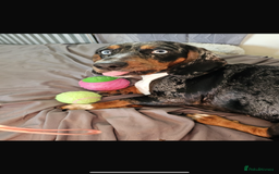 Mixed Breed dogs for sale: dachshund X cocker spaniel  - Image 6