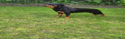 Rottweiler dogs for sale: German rottweiler puppies  in Birmingham - Advert 5