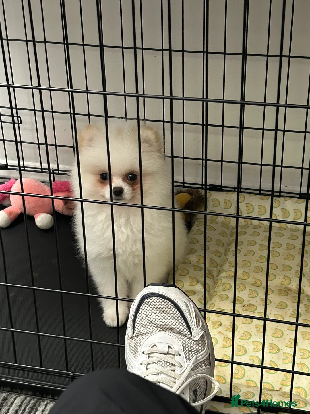 Pomeranian dogs for sale: Pomeranian Female Ready - Advert 7