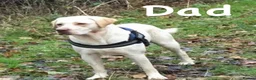 Labrador Retriever dogs for sale: KC REGISTERED LABRADOR PUPPIES ❤️ - Advert 9