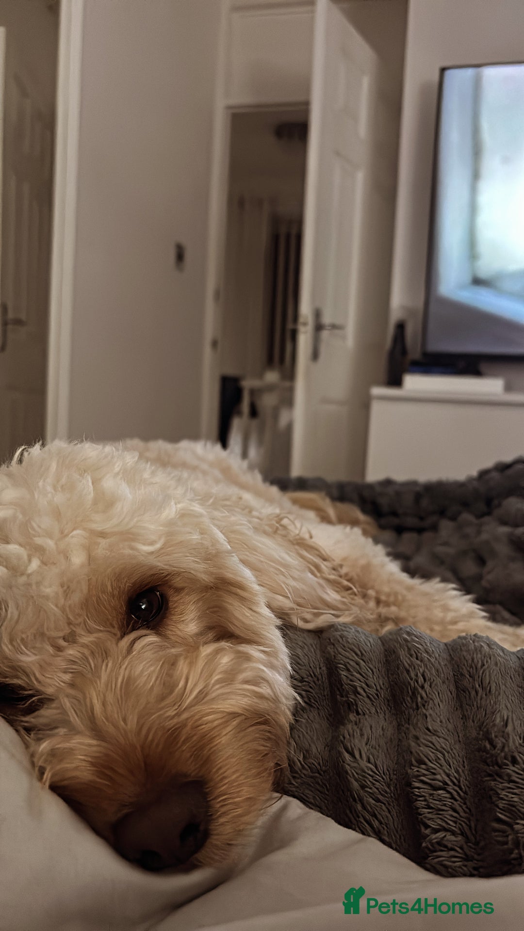 Cockapoo dogs for stud: F1 Cockapoo for stud  - Image 2