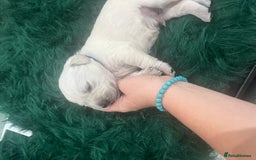Goldador dogs for sale: Puppies- Goldadors (Golden retriever) (Labrador)  - Image 20