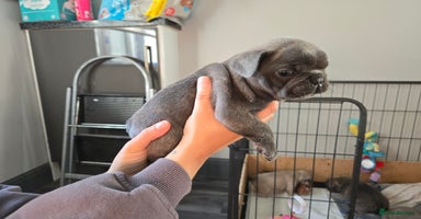 French Bulldog dogs - Advert 9