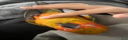 Parrots birds for sale: A Splash of Color and Joy for Your Home in Colchester - Advert 3