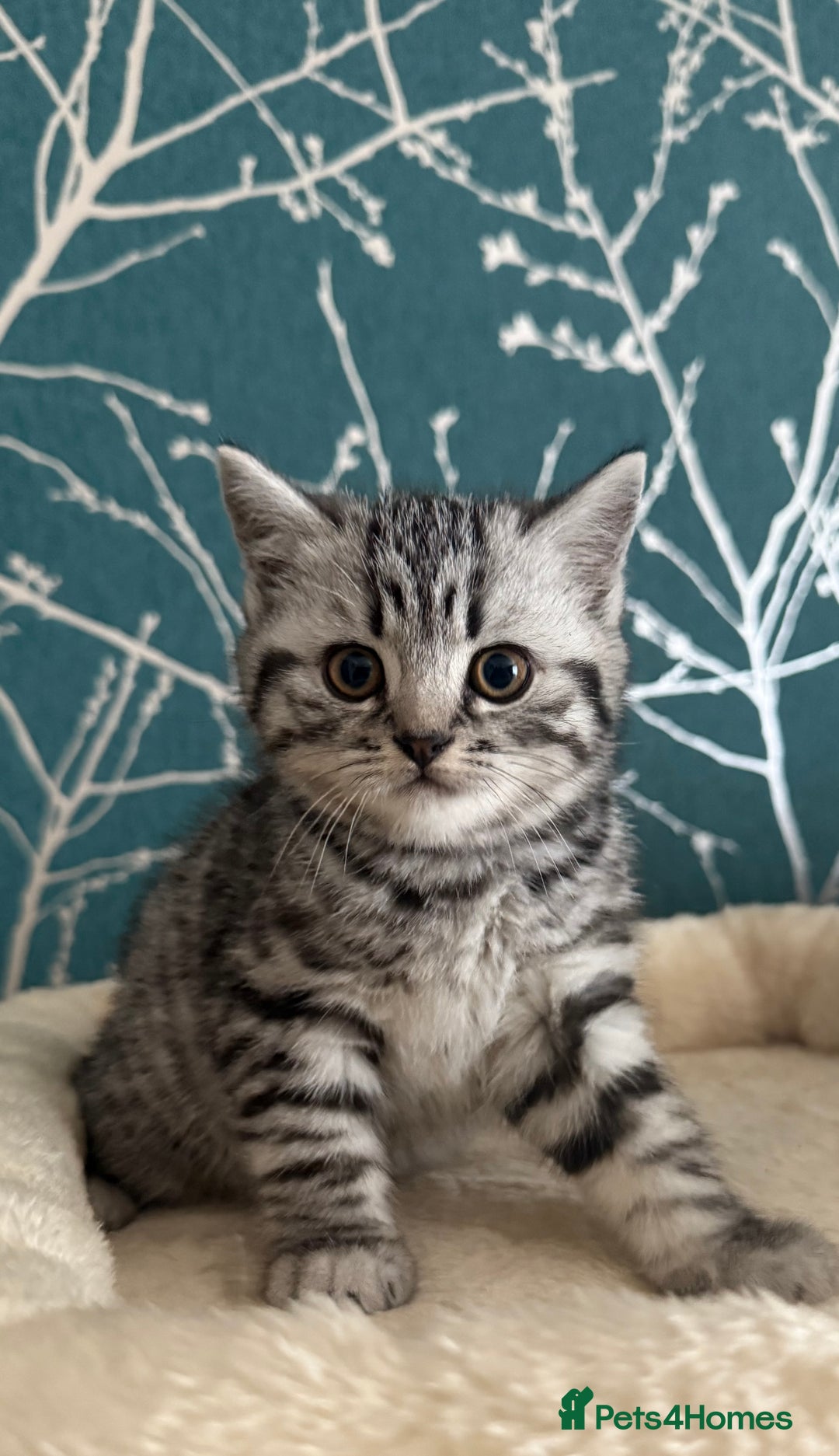 British Shorthair cats for sale: British shorthair silver tabby kittens - Advert 5