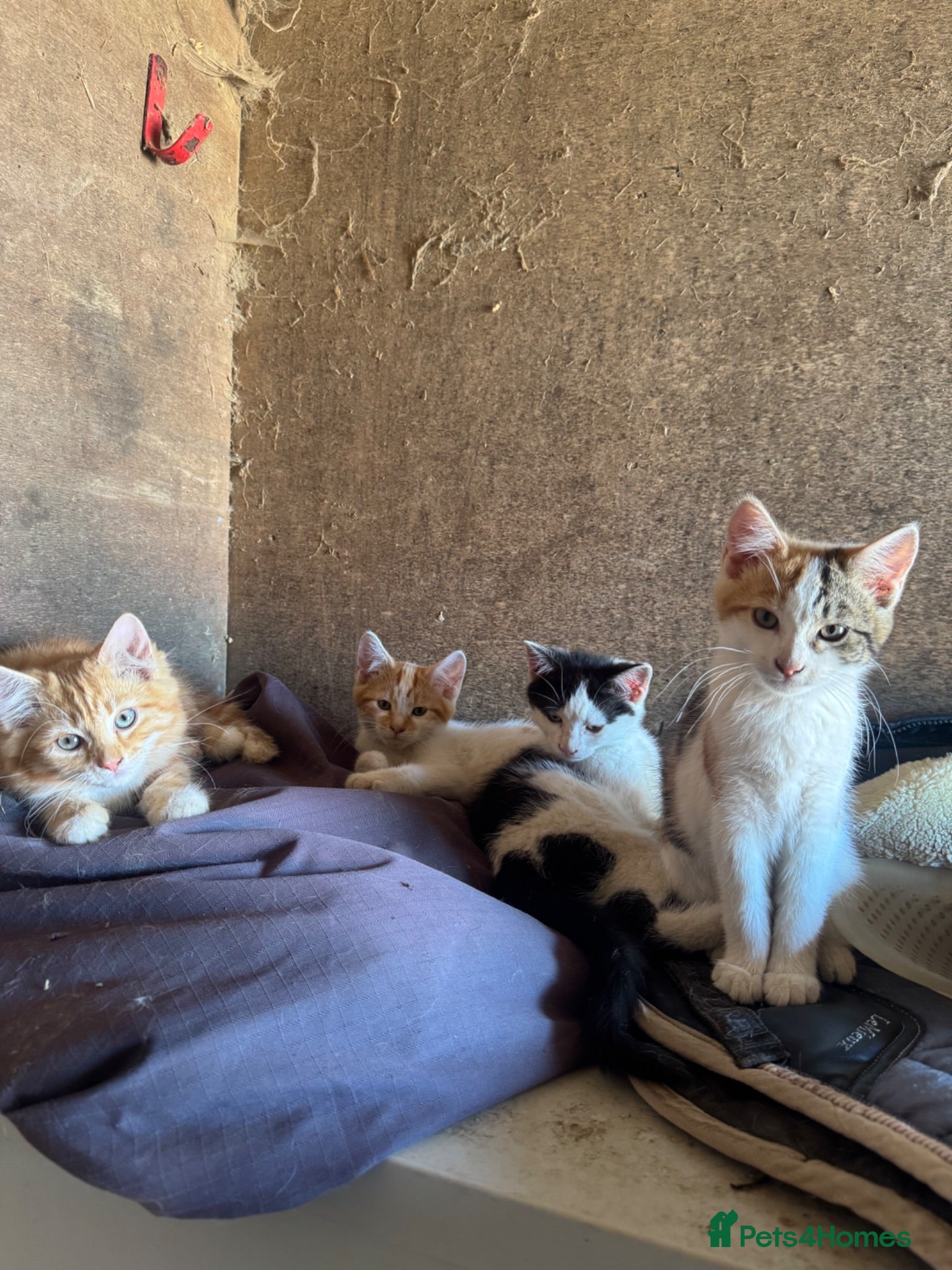 Mixed Breed cats Kittens ready to leave  - Advert 9