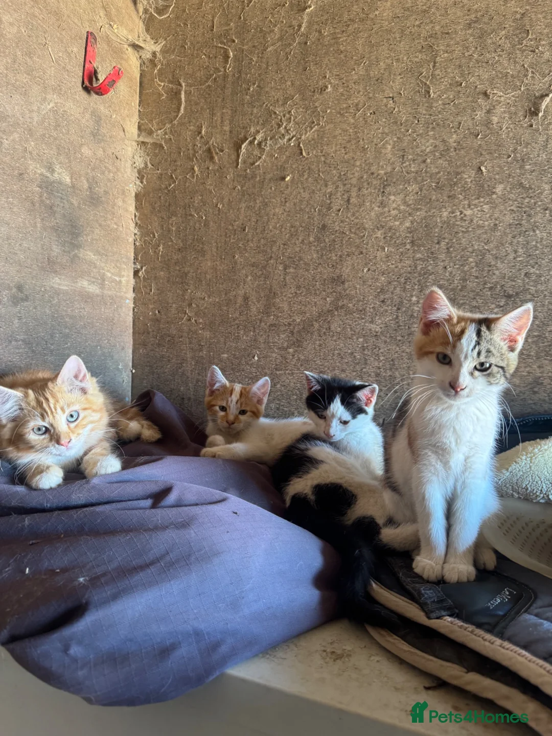 Mixed Breed cats for sale: Kittens ready to leave  - Advert 6