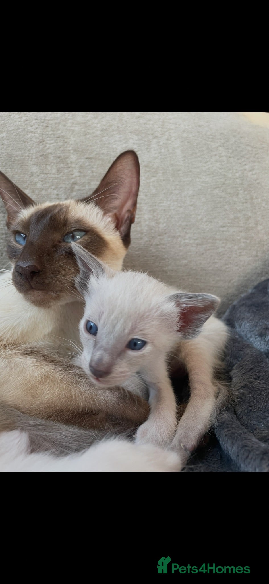 Siamese cats Last girl lilac point left  - Advert 2