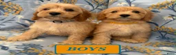 Cavapoo dogs for sale: F1 Cavapoo puppies !!! - Advert 7