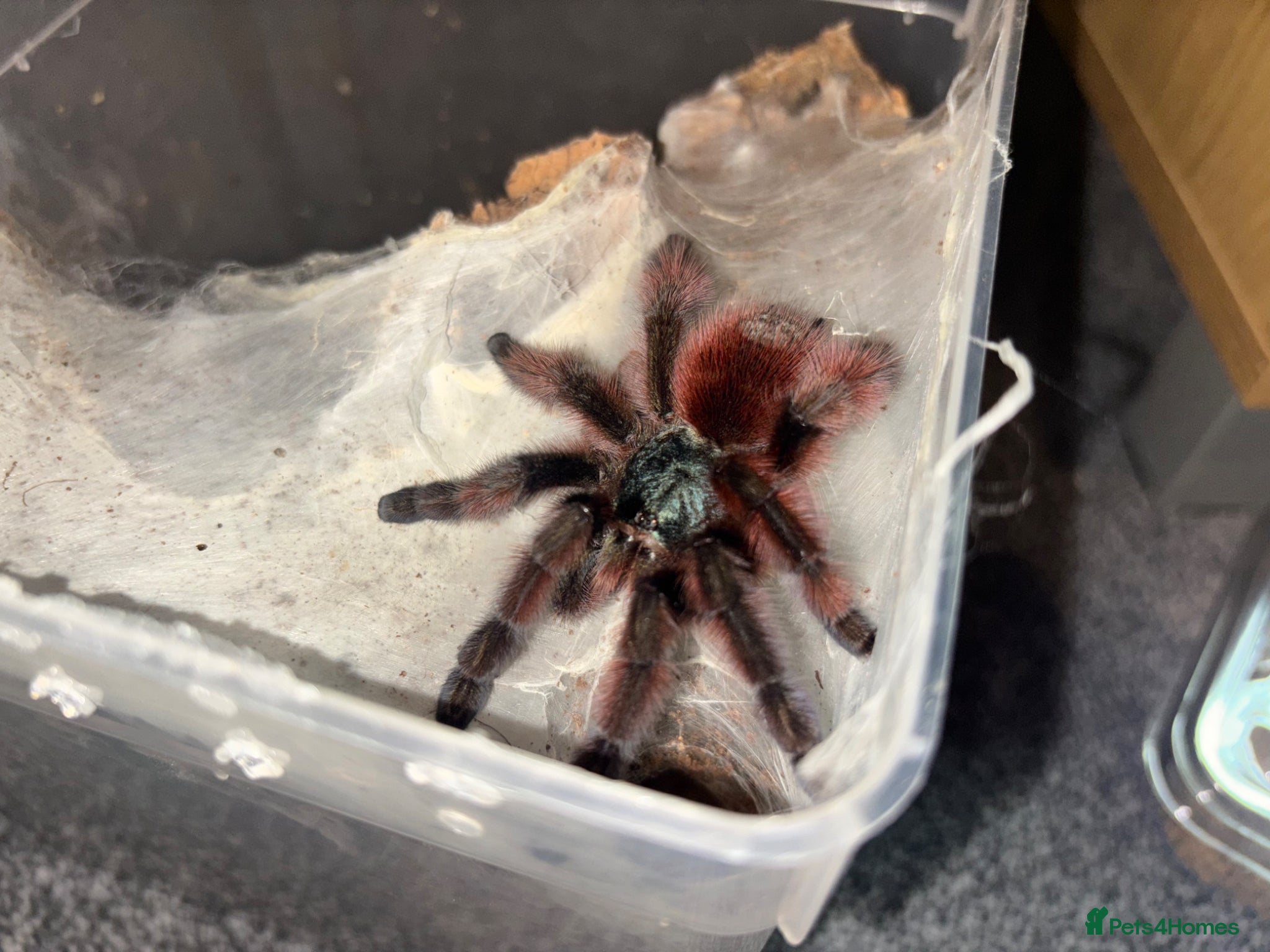 Tarantulas invertebrates Adult matured female C.versicolour  - Advert 2