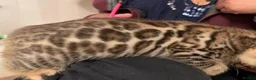 Bengal cats for sale: High Quality Bengal Kittens  in Chigwell - Advert 10