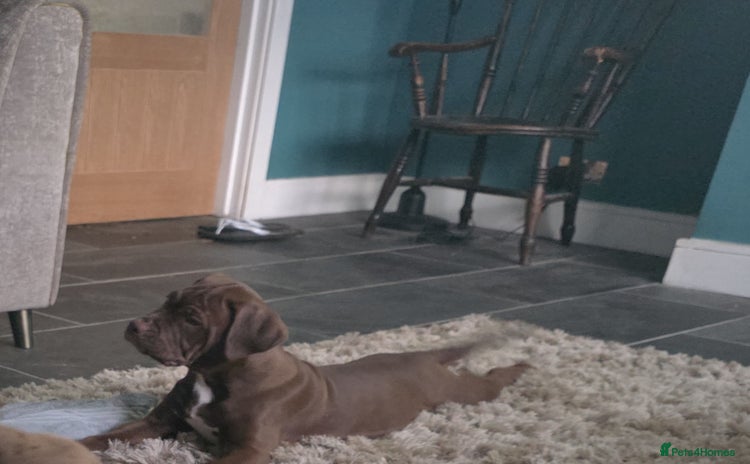Cane Corso dogs - Advert 3