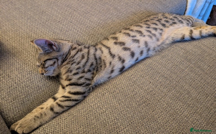 Bengal cats - Advert 4