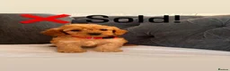 Cockapoo dogs for sale: ❌ READY NOW ❌ cockapoo puppies  - Advert 2