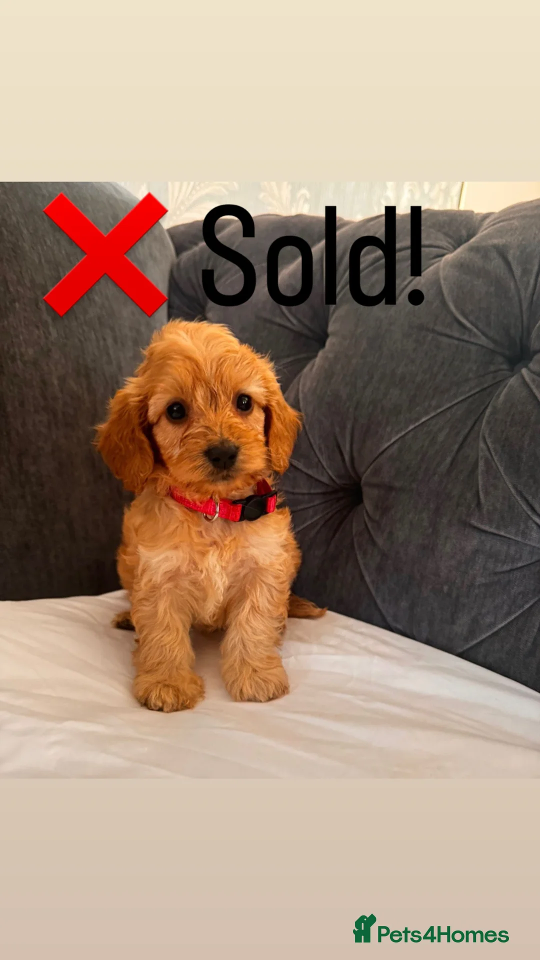 Cockapoo dogs for sale: ❌ READY NOW ❌ cockapoo puppies  - Advert 2