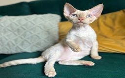 Devon Rex cats for sale: Amazing Boys Ready for 4ever home - Image 5