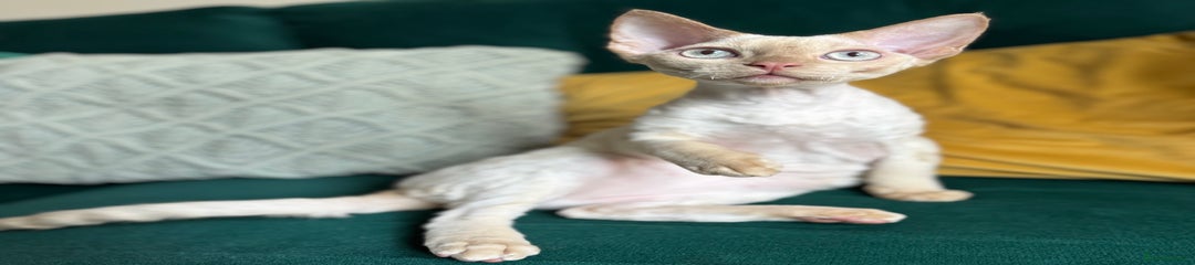 Devon Rex Kitten 1