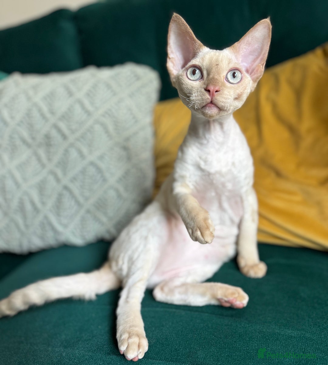 Devon Rex cats for sale: Amazing Boys Ready for 4ever home - Image 5