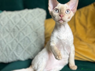 Devon Rex cats - Advert 33