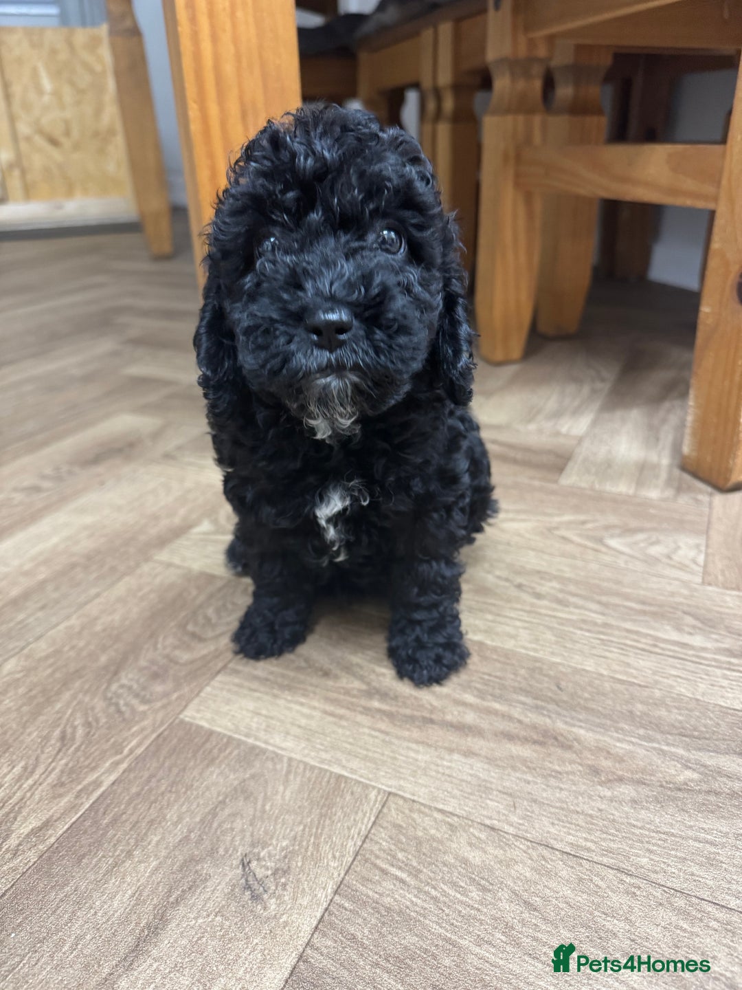 Cockapoo dogs for sale: Gorgeous cockapoo puppies - Image 8