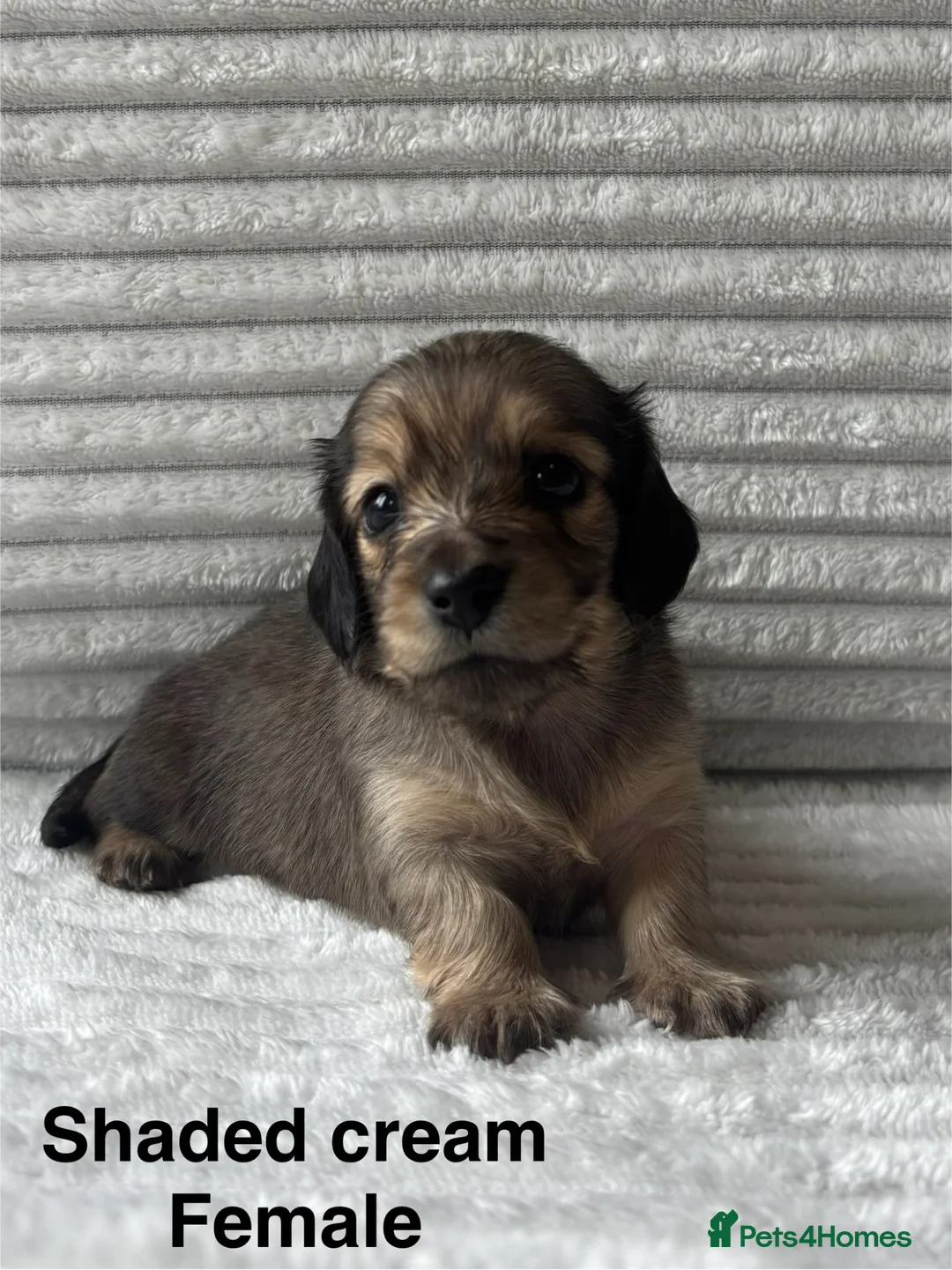 Miniature Dachshund dogs for sale: Beautiful Long-Haired Miniature Dachshund Puppies in Saint Austell - Advert 2