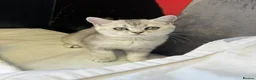 Scottish Fold cats for sale: Scottish Straight ears Kittens available  - Advert 34