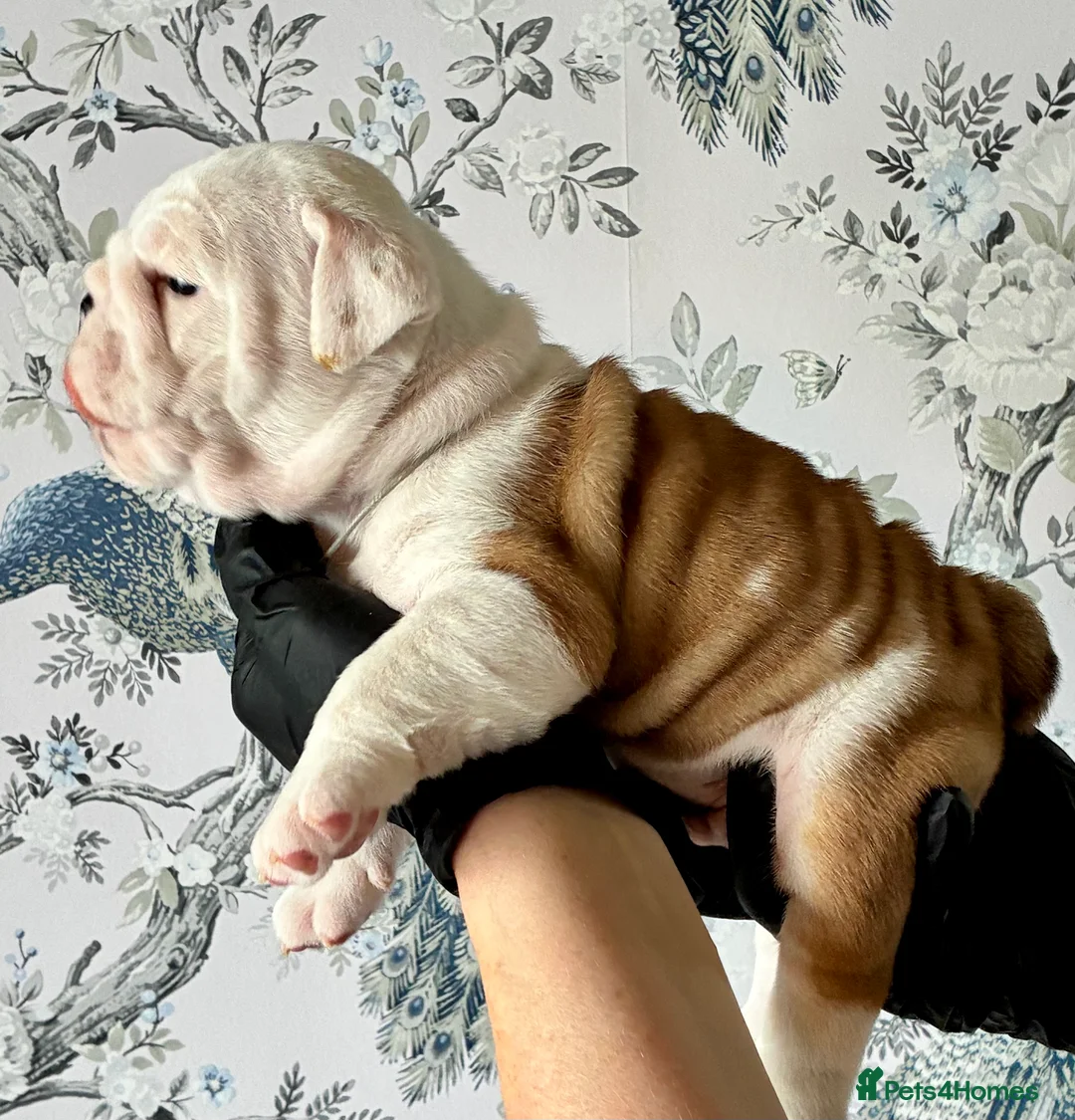 English Bulldog dogs for sale: English Bulldogs in Spalding - Advert 4