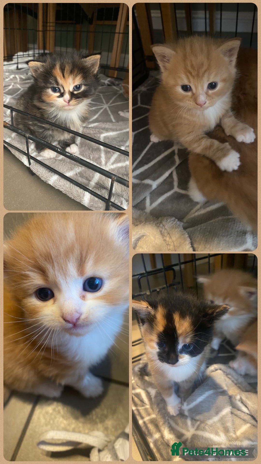 Mixed Breed cats Gorgeous Kittens with Wonderful Personalities - Advert 8