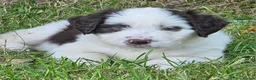Bordoodle dogs for sale: Handsome doodle boy pups - Advert 3