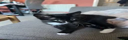 Mixed Breed cats for sale: Black and white female kittens for sale - Advert 3