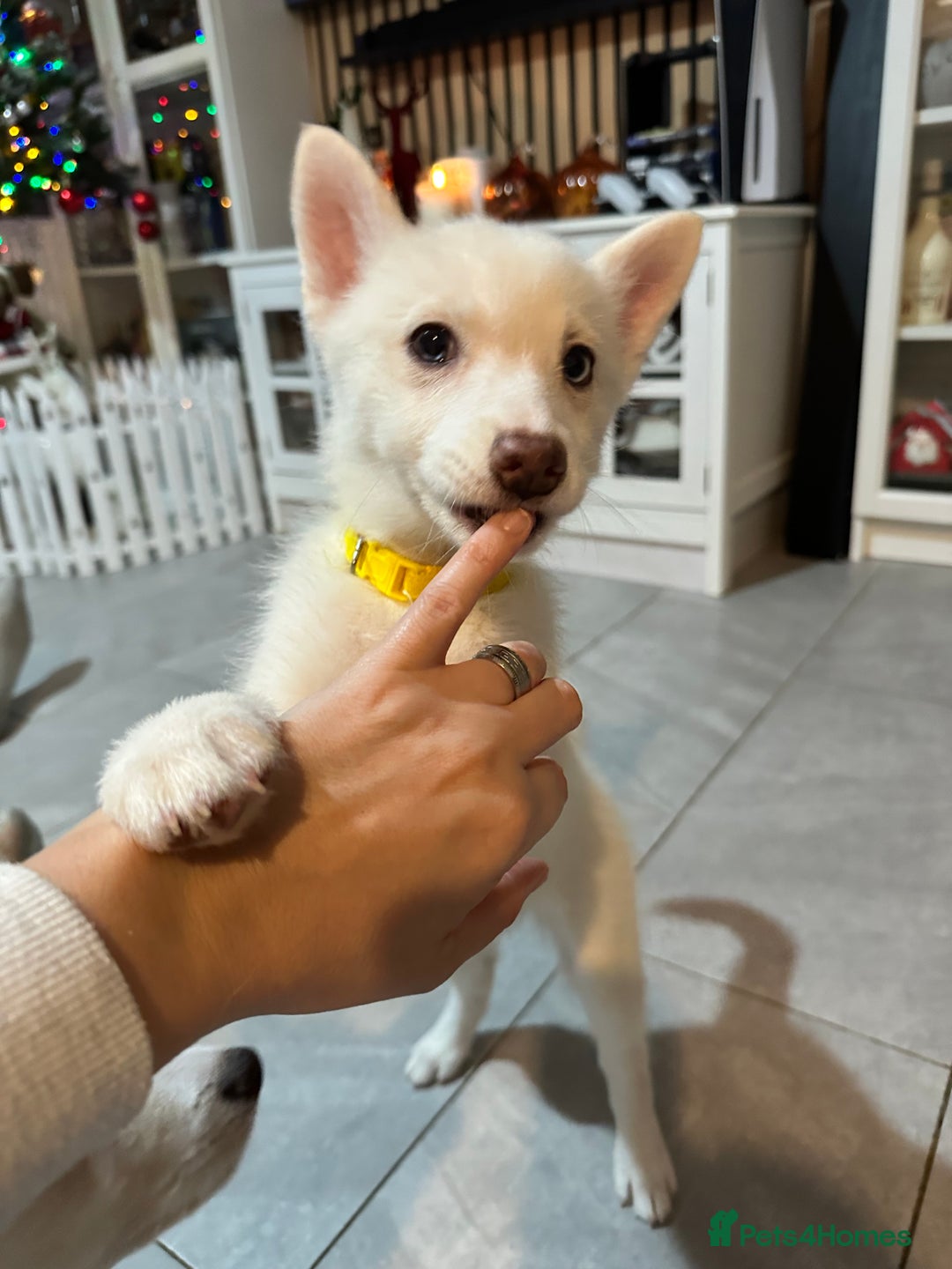 Pomsky dogs for sale: READY SMALL F4 POMSKY - Advert 15