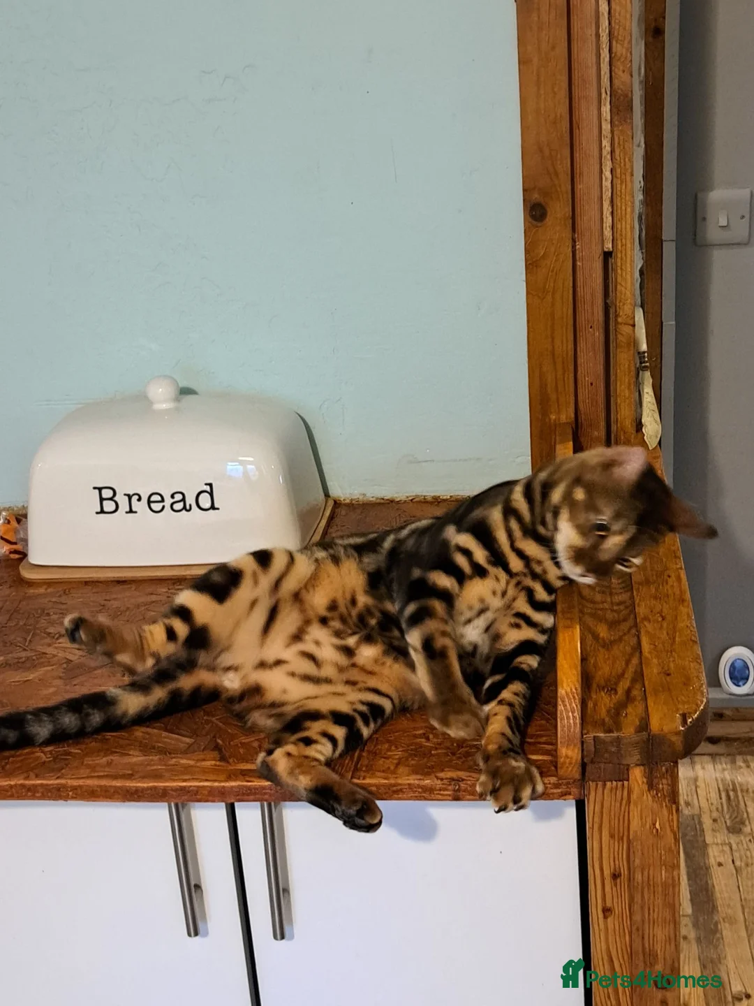 Bengal cats for sale: Wee Bob - Advert 2