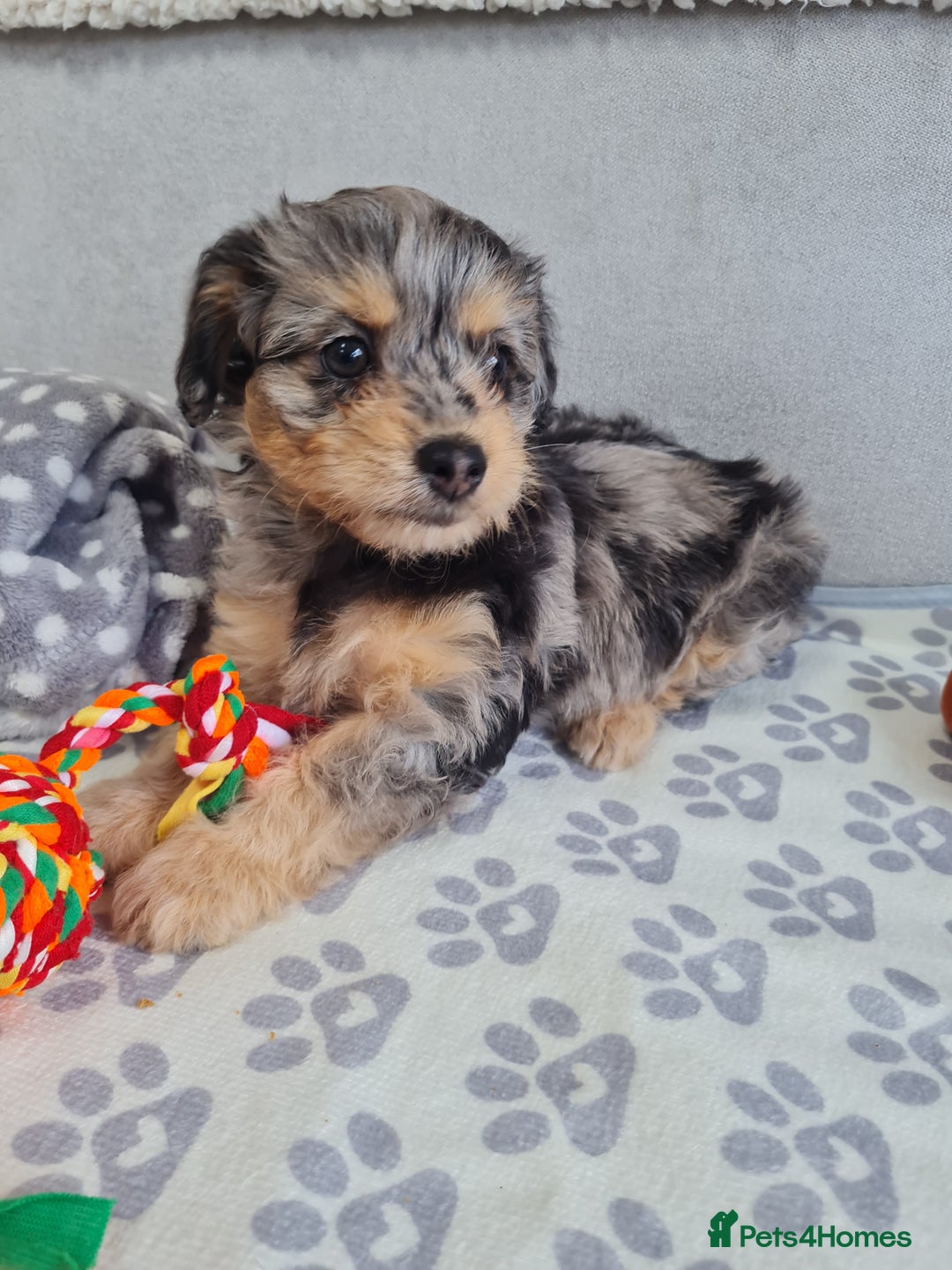 Chipoo dogs for sale: 4  Stunning chipoo puppies  - Image 14