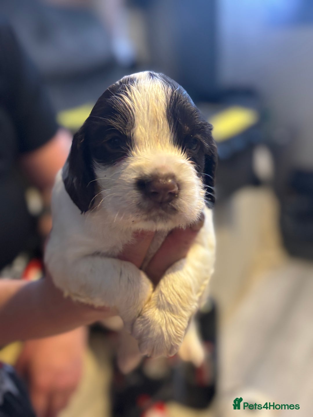English Springer Spaniel dogs for sale: English Springer Spaniel Puppies  - Advert 17