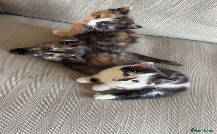 Mixed Breed cats - Advert 2
