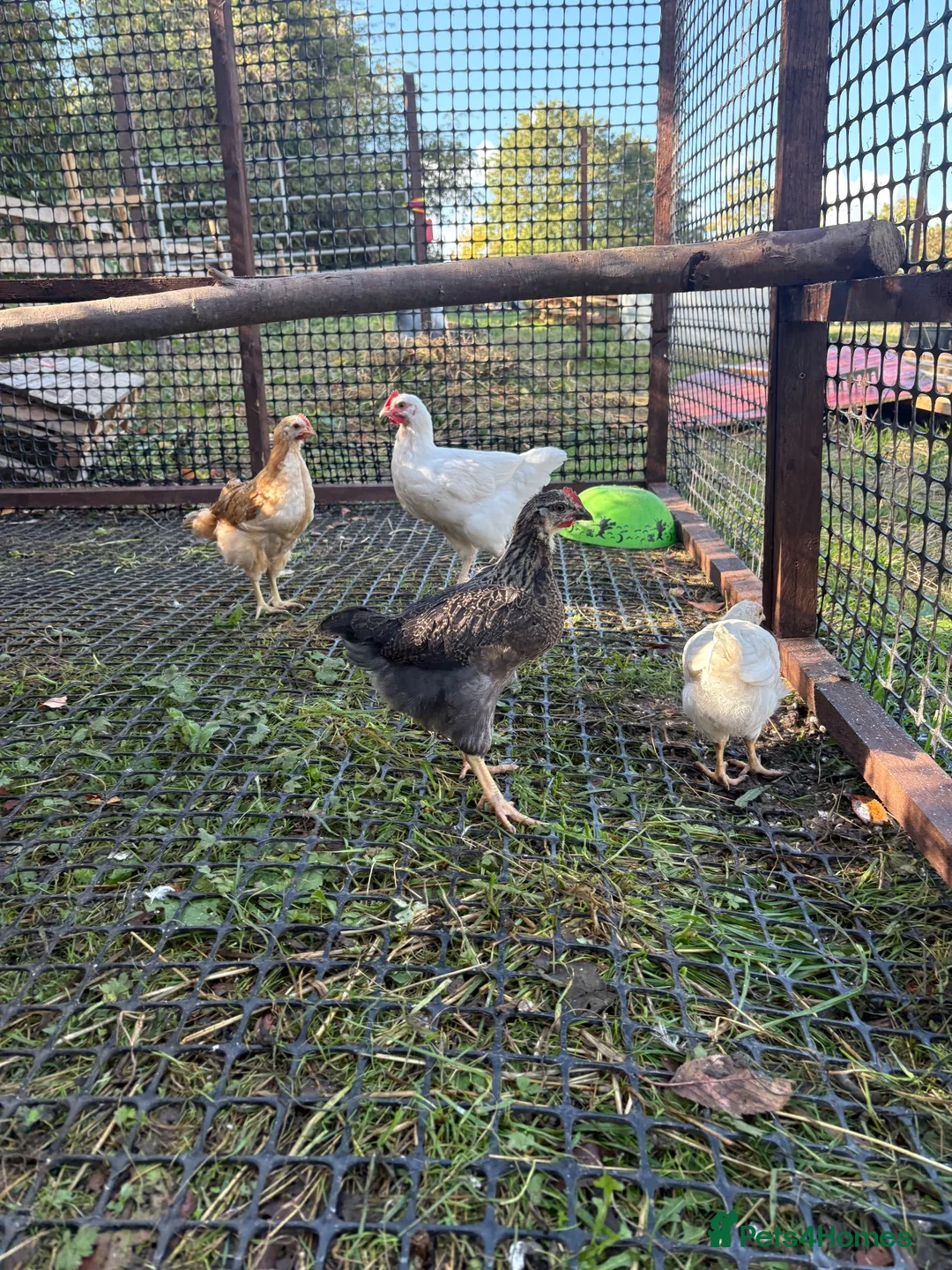 Chickens poultry for sale: Cockerel  in Dewsbury - Advert 13