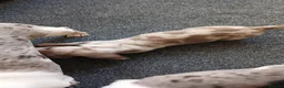 Miniature Dachshund dogs for sale: 2 Beautiful Mini Dachshund Girls - Advert 8