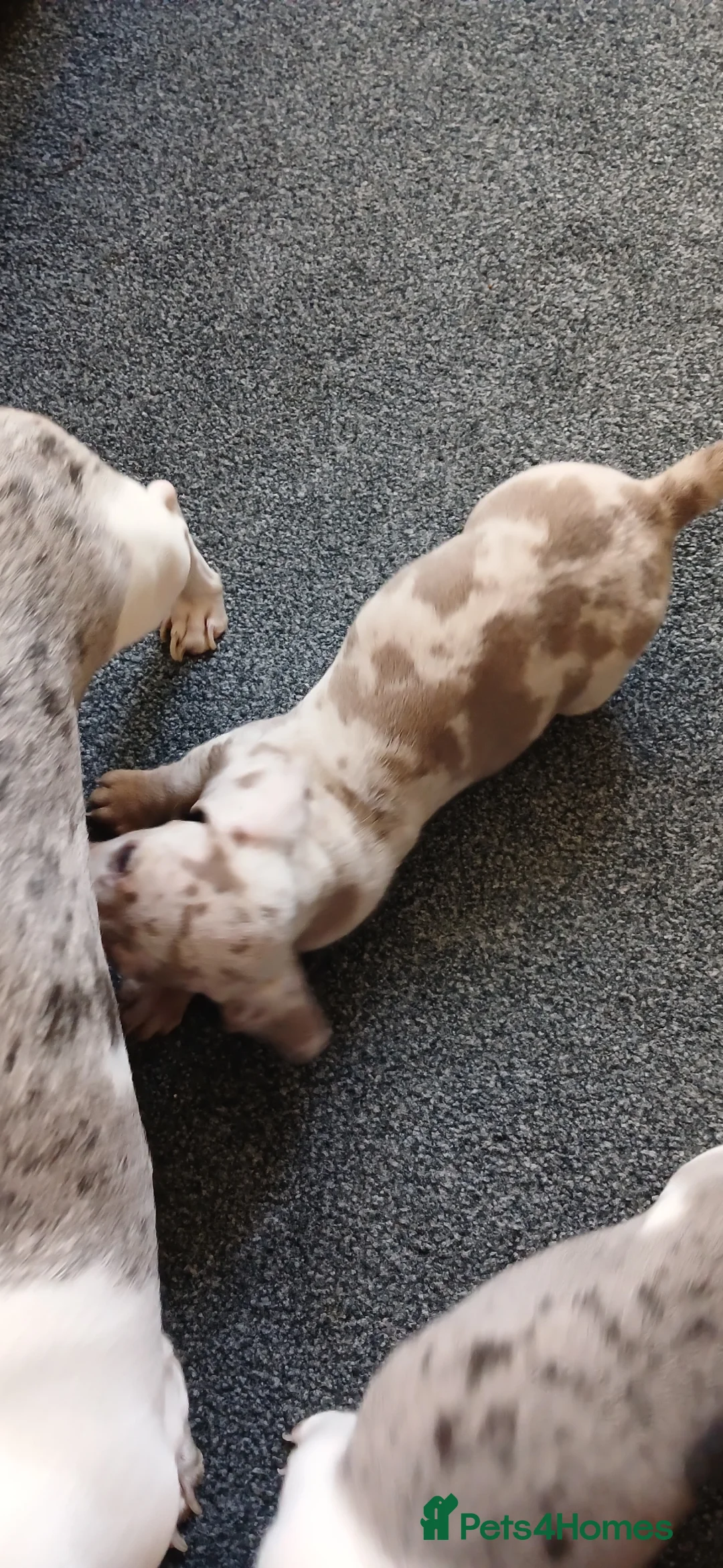 Miniature Dachshund dogs for sale: 2 Beautiful Mini Dachshund Girls - Advert 8