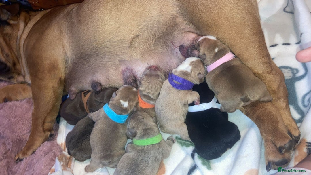 English Bulldog dogs for stud: PROUD TO PRESENT PRINCE OF ALL STORMS  in Birmingham - Image 11