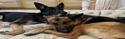 German Shepherd dogs for sale: Short haired German shepherd puppies  in Saint Leonards-on-sea - Advert 4