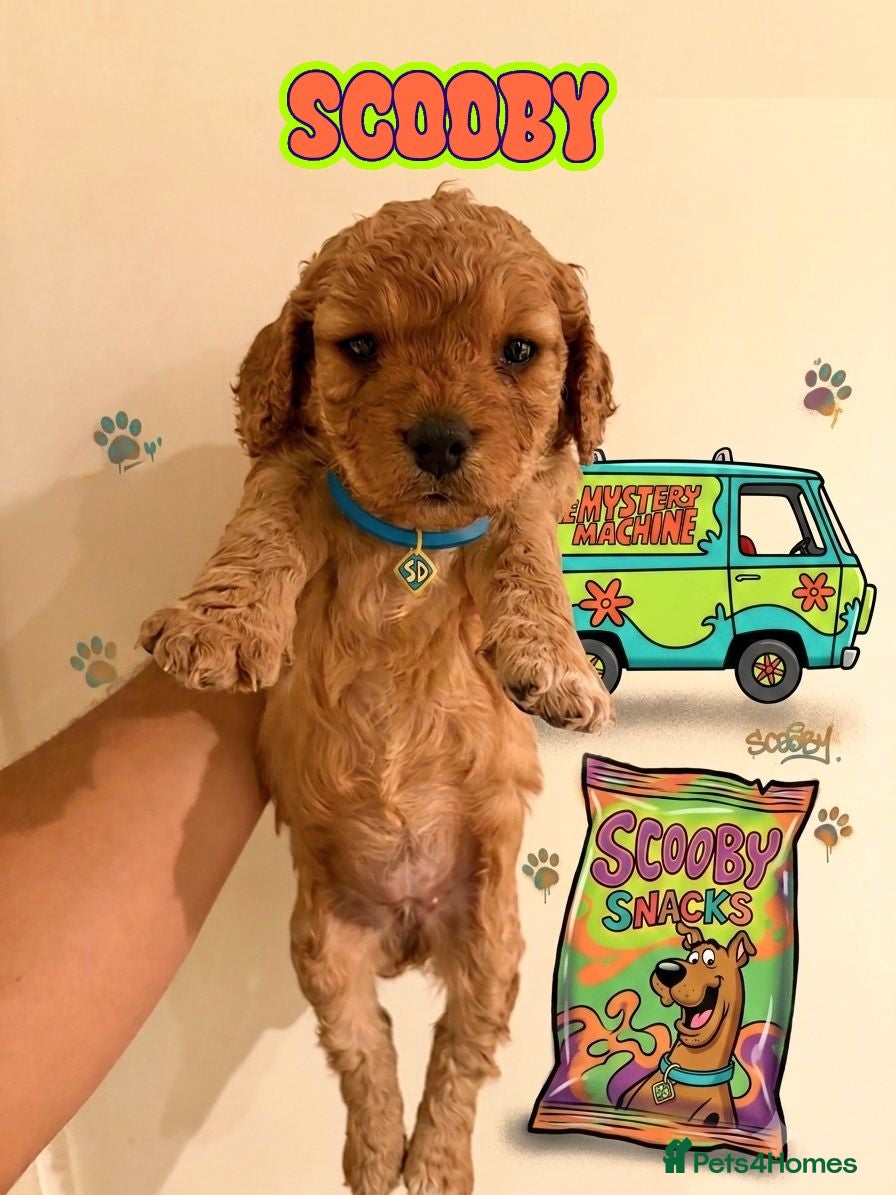 Cockapoo dogs for sale: ✨🐶 Stunning Golden F2 Cockapoo Puppies 🐶✨ - Advert 1